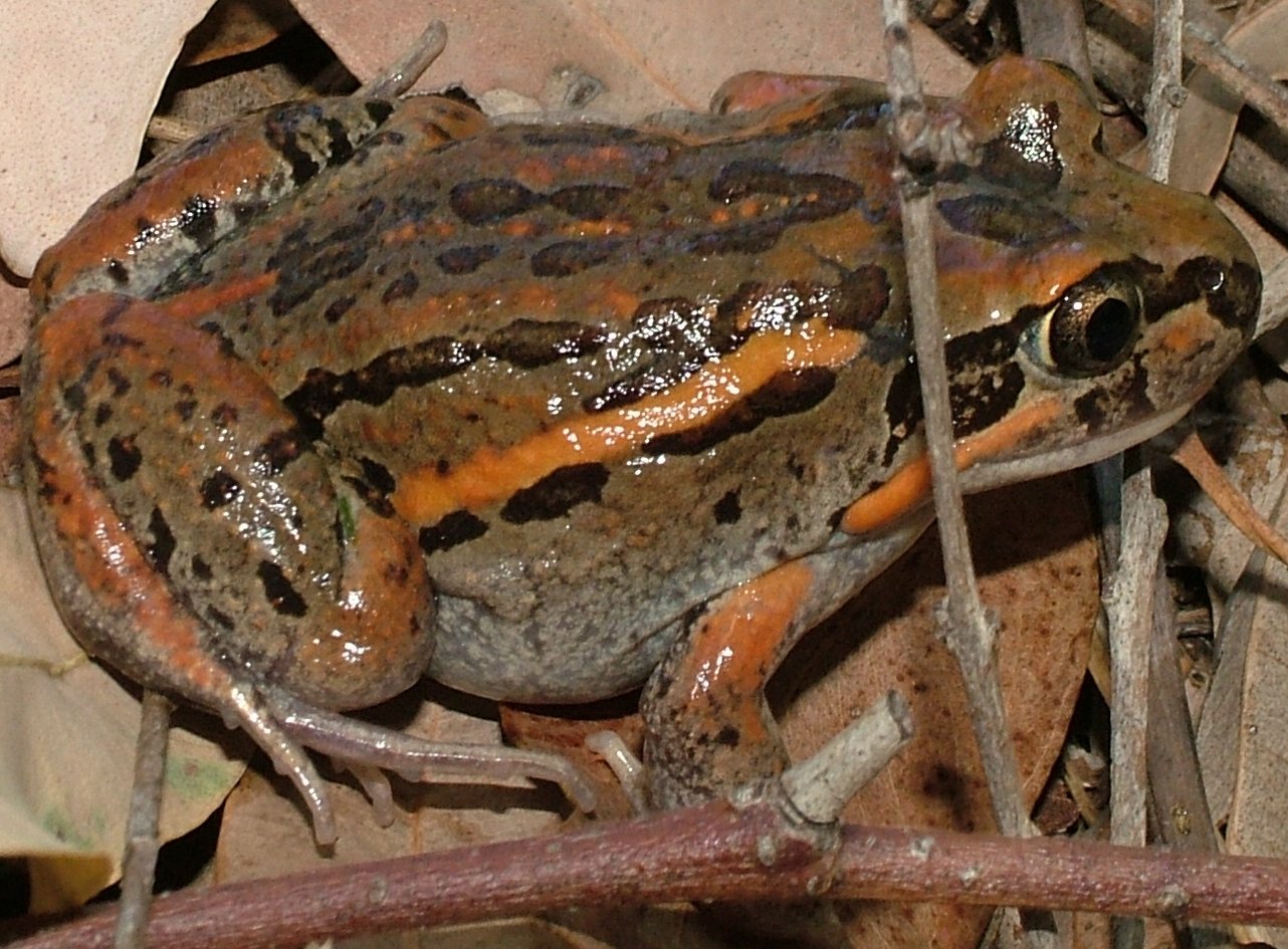 Limnodynastes salmini (Salmon-sided Frog)