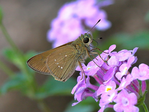 Lyell’s Swift (Pelopidas lyelli)