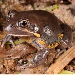 Limnodynastes terraereginae (Northern Pobblebonk)