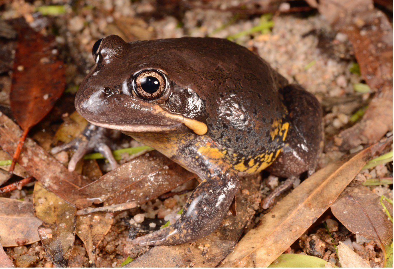 Limnodynastes terraereginae (Northern Pobblebonk)