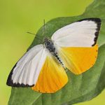 Orange Migrant (Catopsilia scylla)