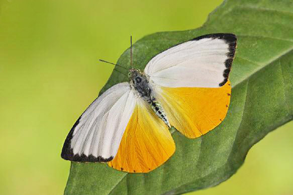 Orange Migrant (Catopsilia scylla)