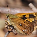 Orange Ochre (Trapezites eliena)
