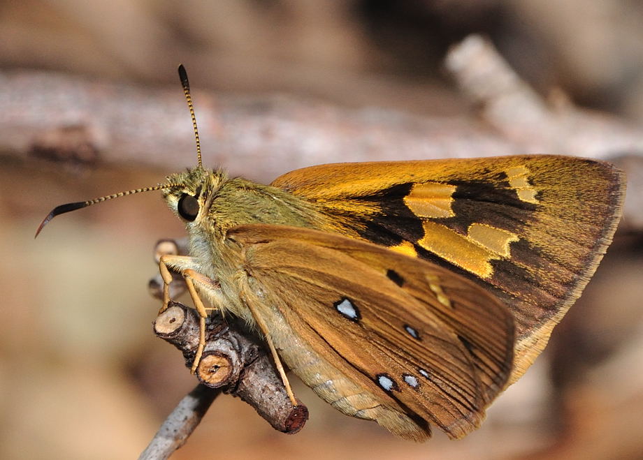 Orange Ochre (Trapezites eliena)