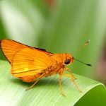 Orange Palm-dart (Cephrenes augiades)