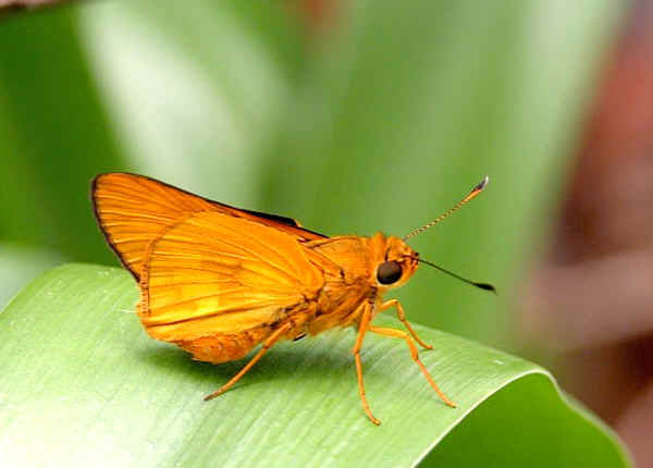 Orange Palm-dart (Cephrenes augiades)