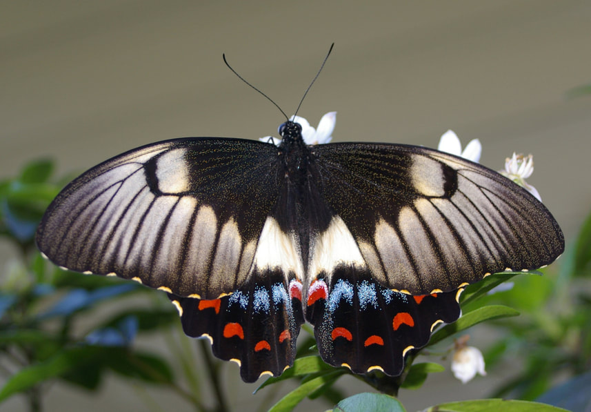 Orchard Swallowtail (Papilio aegeus)