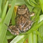 Limnodynastes orantus (Ornate Burrowing Frog)