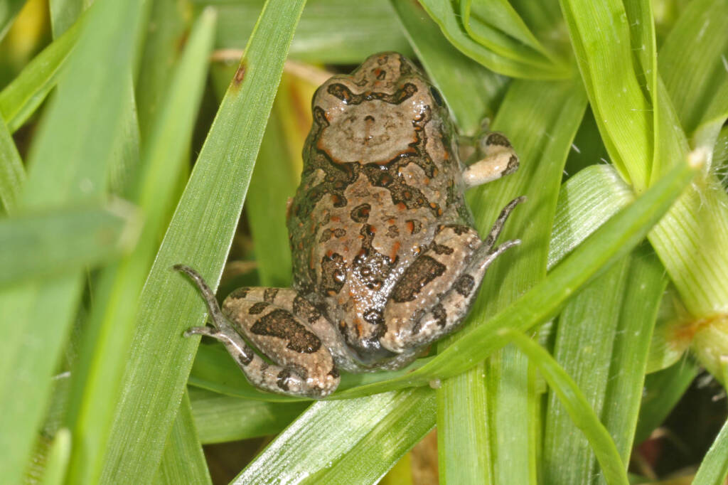 Limnodynastes orantus (Ornate Burrowing Frog)