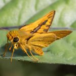Pale-orange Dart (Telicota colon)