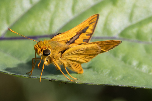 Pale-orange Dart (Telicota colon)