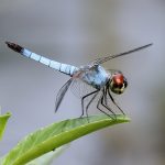 Palemouth (Brachydiplax denticauda)