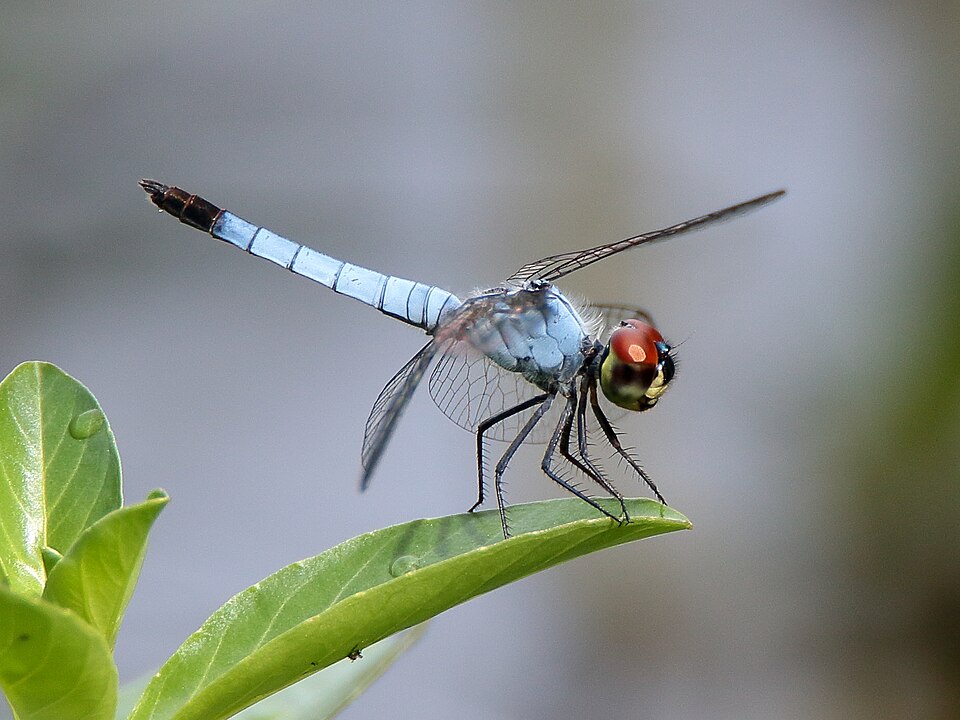 Palemouth (Brachydiplax denticauda)