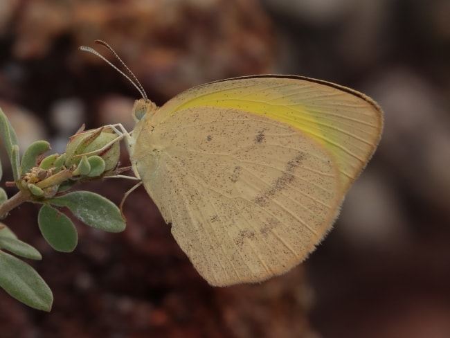 Pink Grass-yellow (Eurema herla)