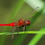 Red Arrow (Rhodothemis lieftincki)