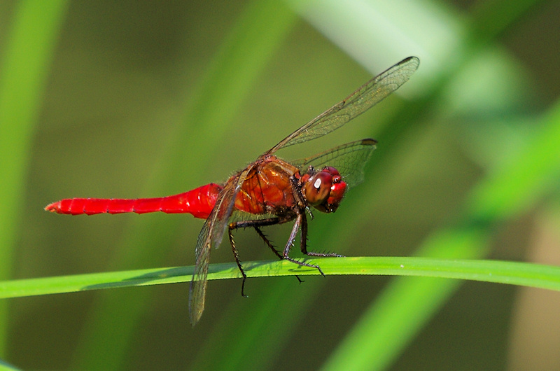 Red Arrow (Rhodothemis lieftincki)