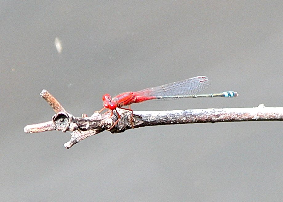 Red and Blue Damselfly (Xanthagrion erythroneurum)