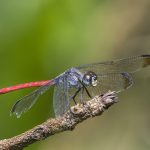 Redtail (Lathrecista asiatica)