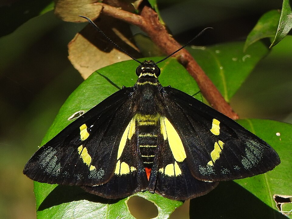 Regent Skipper (Euschemon rafflesia)