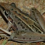 Litoria nasuta (Rocket Frog)