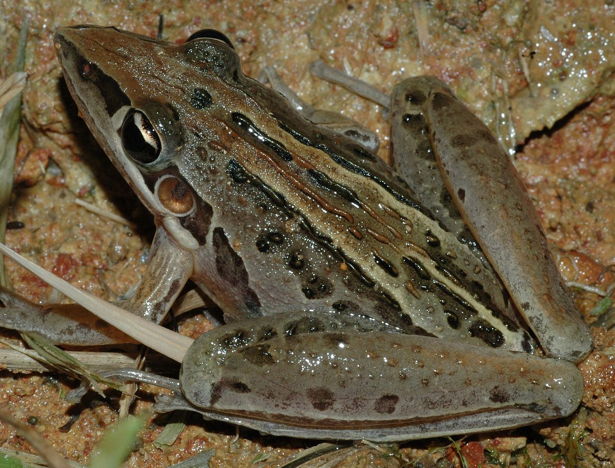 Litoria nasuta (Rocket Frog)