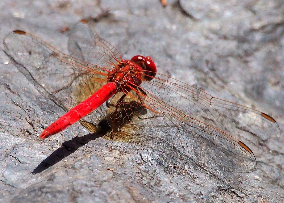 Scarlet Percher (Diplacodes haematodes)