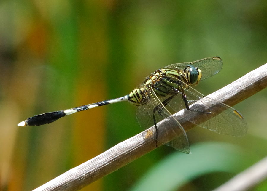 Slender Skimmer (Orthetrum sabina)