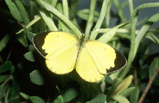 Small Grass-yellow (Eurema smilax)