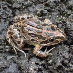 Limnodynastes tasmaniensis (Spotted Marsh Frog)