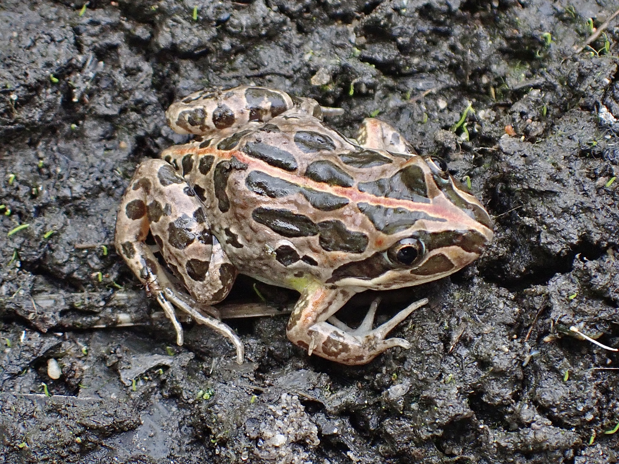 Limnodynastes tasmaniensis (Spotted Marsh Frog)