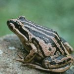 Limnodynastes peronii (Striped Marsh Frog)