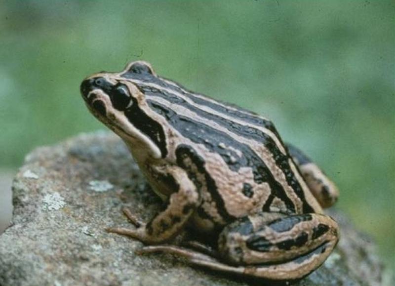 Limnodynastes peronii (Striped Marsh Frog)