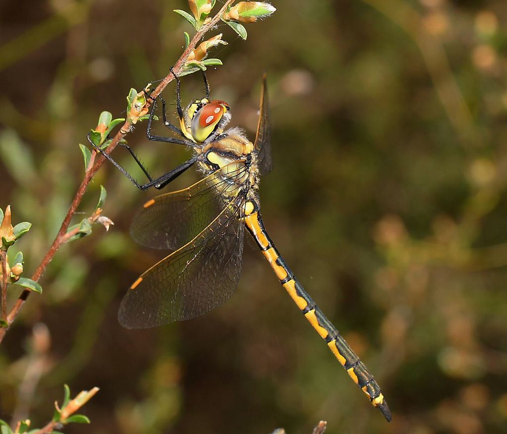 Tau Emerald (Hemicordulia tau)
