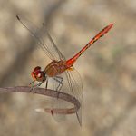 Wandering Percher (Diplacodes bipunctata)