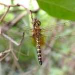 Water Prince (Hydrobasileus brevistylus)