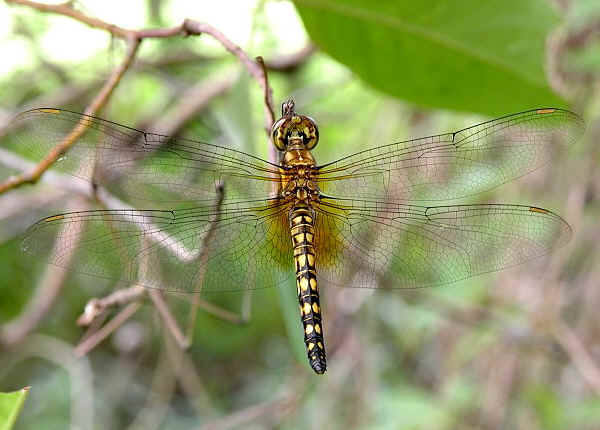 Water Prince (Hydrobasileus brevistylus)