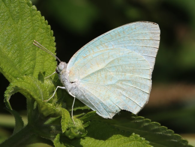 White Migrant (Catopsilia pyranthe)