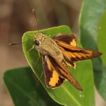 Yellow Palm-dart (Cephrenes trichopepla)