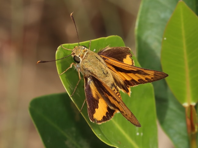 Yellow Palm-dart (Cephrenes trichopepla)