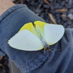 Yellow Migrant (Catopsilia gorgophone)