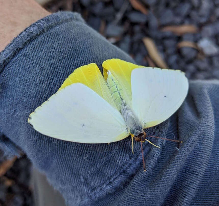 Yellow Migrant (Catopsilia gorgophone)