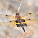 Yellow-striped Flutterer (Rhyothemis phyllis)