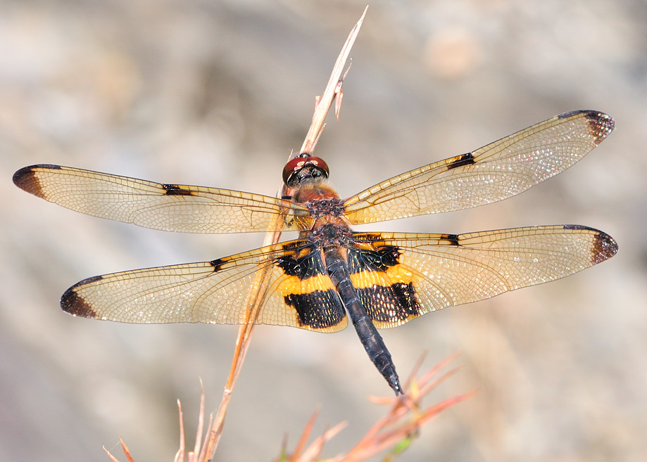 Yellow-striped Flutterer (Rhyothemis phyllis)