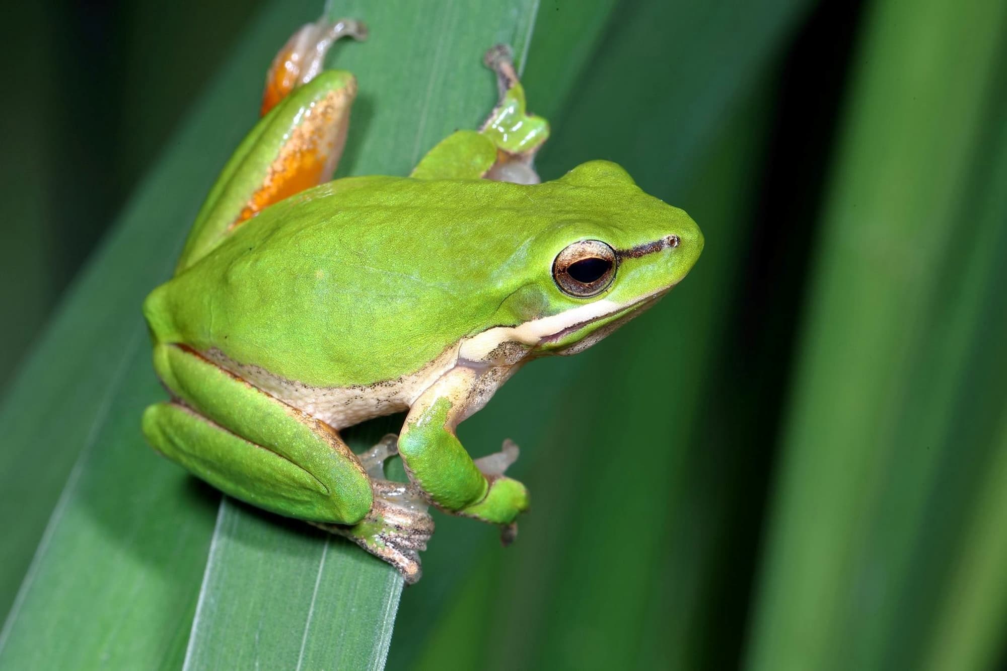 Litoria fallax (Dwarf Tree Frog)