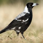Australian Magpie (Gymnorhina tibicen)