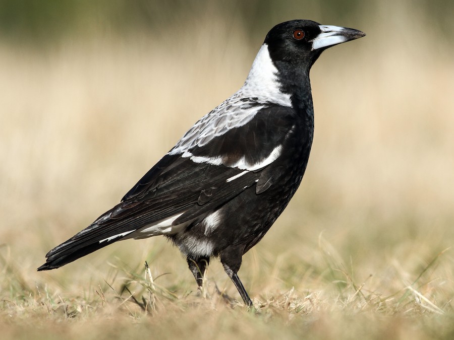 Australian Magpie (Gymnorhina tibicen)