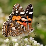 Australian Painted Lady (Vanessa kershawi)