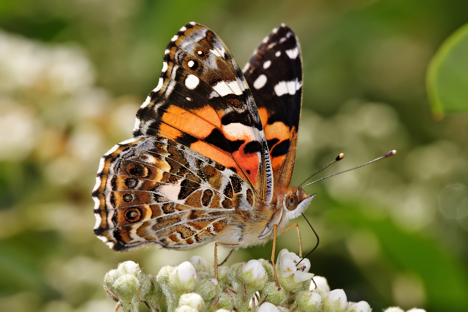 Australian Painted Lady (Vanessa kershawi)