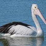 Australian Pelican (Pelecanus conspicillatus)
