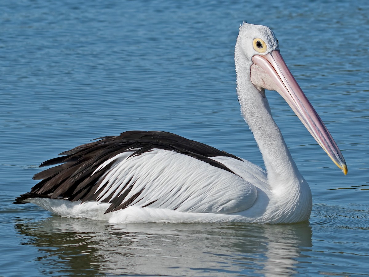 Australian Pelican (Pelecanus conspicillatus)